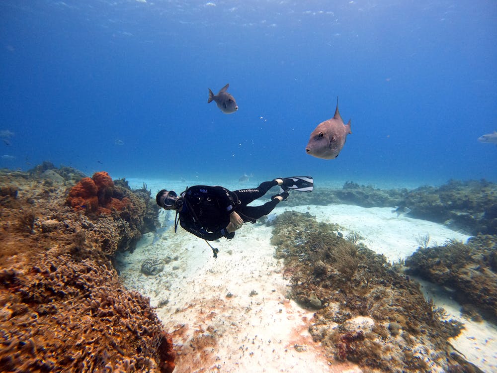 Scuba diver swimming with tropical fish underwater – Koh Tao Thailand coral reef dive