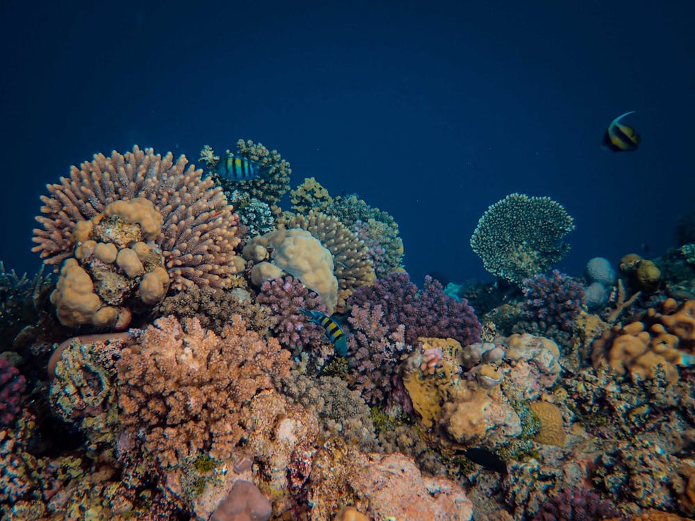 Colorful coral reef and tropical fish underwater – beginner scuba diving Koh Tao guide