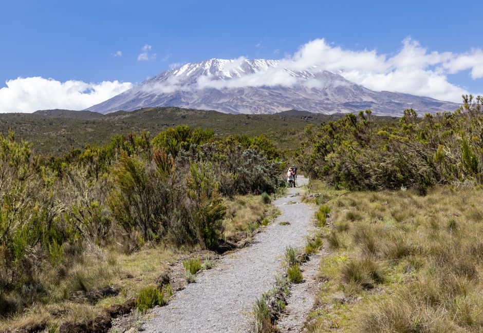 A picturesque trail leads to a snowy mountain peak under a clear blue sky. – What Kilimanjaro Really Costs in 2026