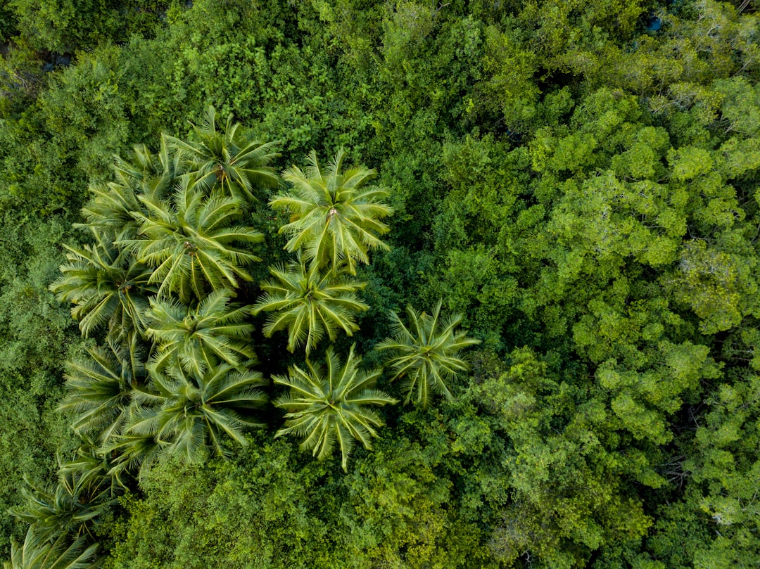 birds eye photogrpahy of trees – What Is Zamna Tulum? Inside the Jungle's Biggest Pool Party