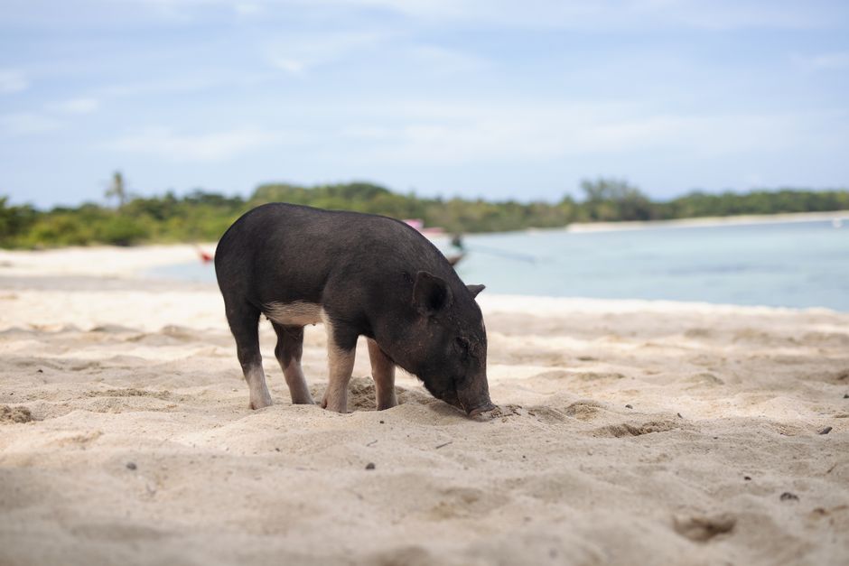 A wild pig explores a sandy beach with clear blue water in a tropical setting. – What Is "Swimming With the Pigs" in the Bahamas, Exactly?