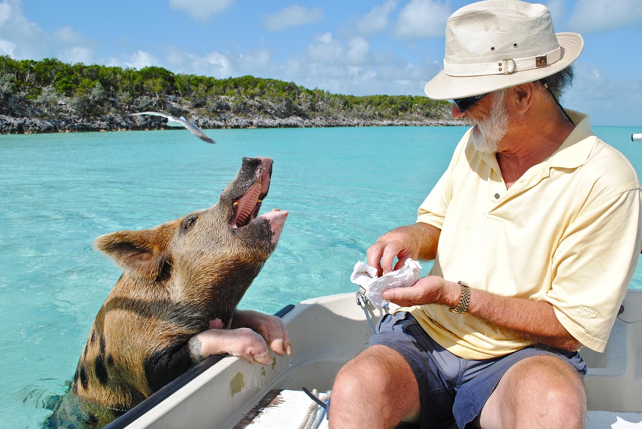 staniel cay, exumas bahamas, swimming pig, bahamas, island, caribbean, attraction, bahamas, bahamas, bahamas, bahamas, bahamas, caribbean – Swimming With the Pi