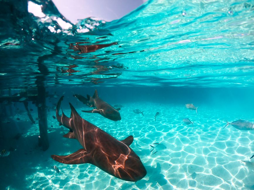 Nurse sharks swimming gracefully in the crystal clear waters of the Bahamas. – Other Things to Do Near the Swimming Pigs