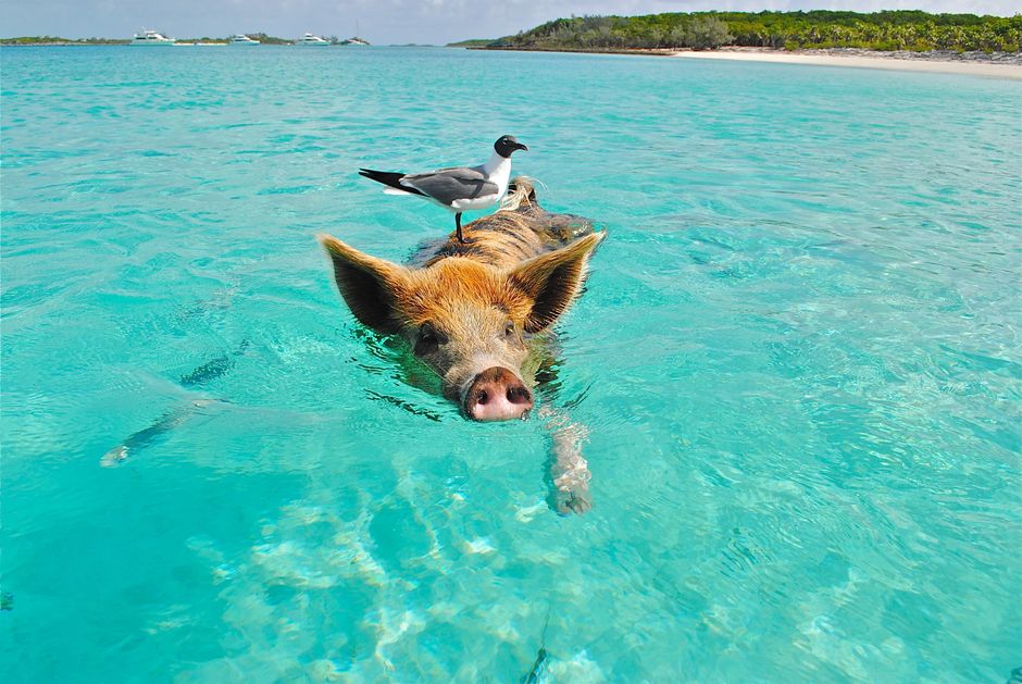 Pig swimming in crystal-clear ocean with a seagull perched on its back, showcasing nature's harmony. – Ready to Meet the Pigs?