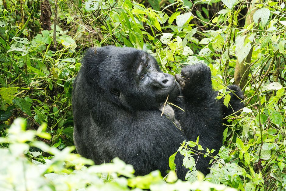 A majestic mountain gorilla surrounded by dense, green foliage in its natural habitat. – Bwindi vs Mgahinga: Which Park Should Beginners Choose