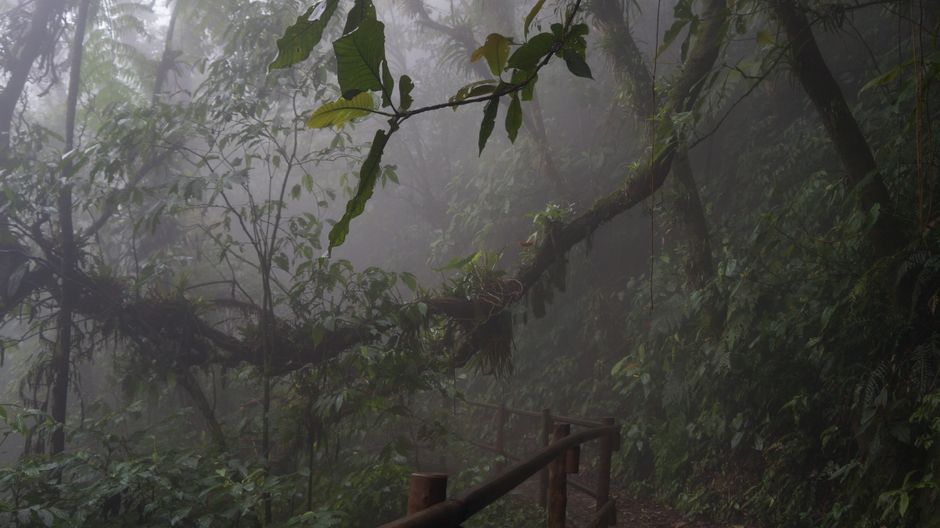 A mystical view of a foggy pathway through a lush, dense rainforest. – Best Time to Go: Dry Season vs Wet Season